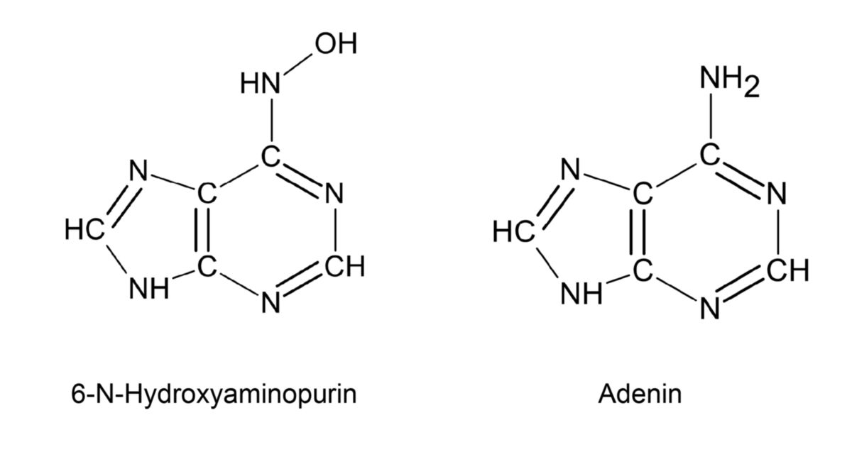 6-N-Hydroxyaminopurin