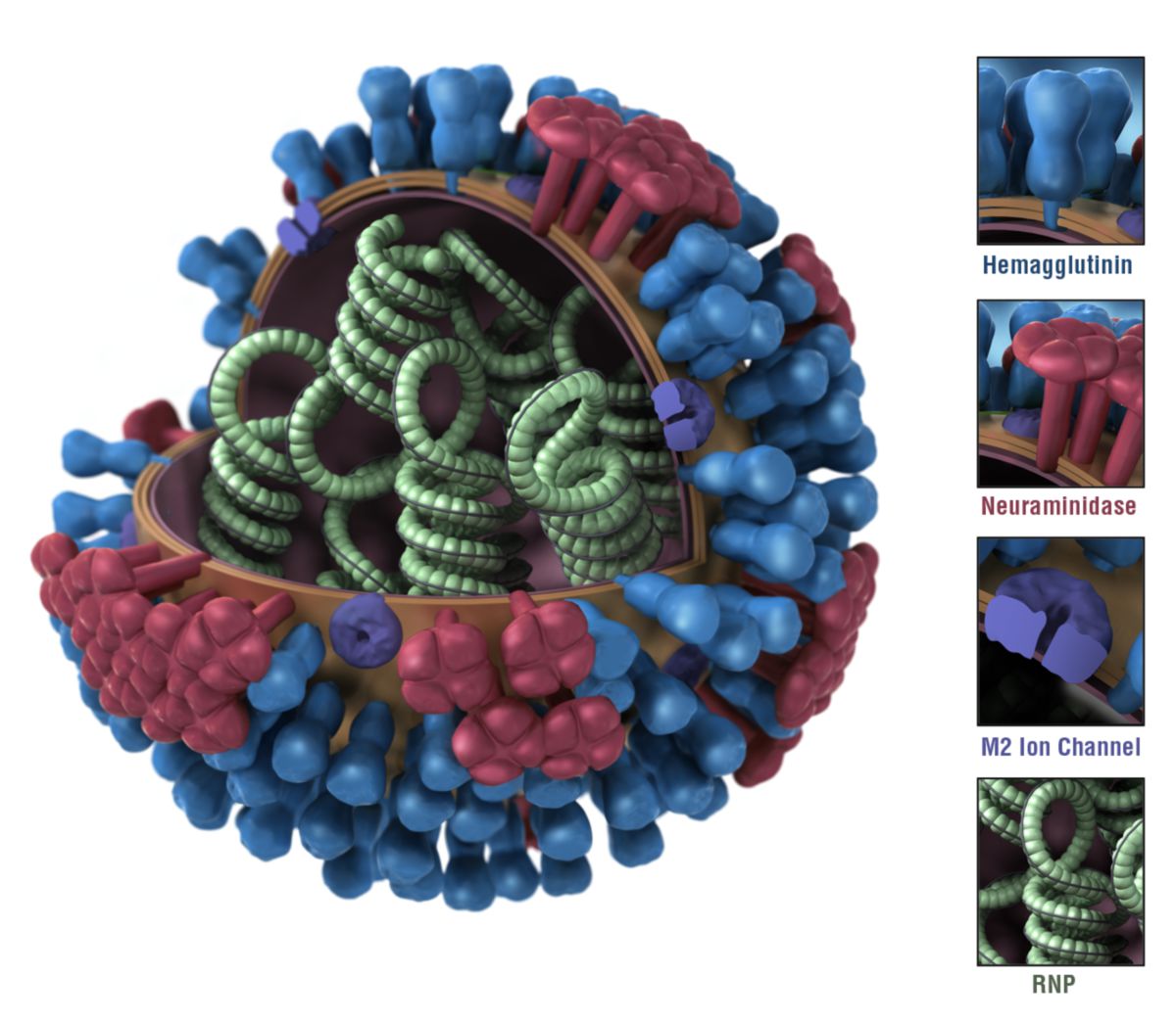 Influenza Virus (Illustration)