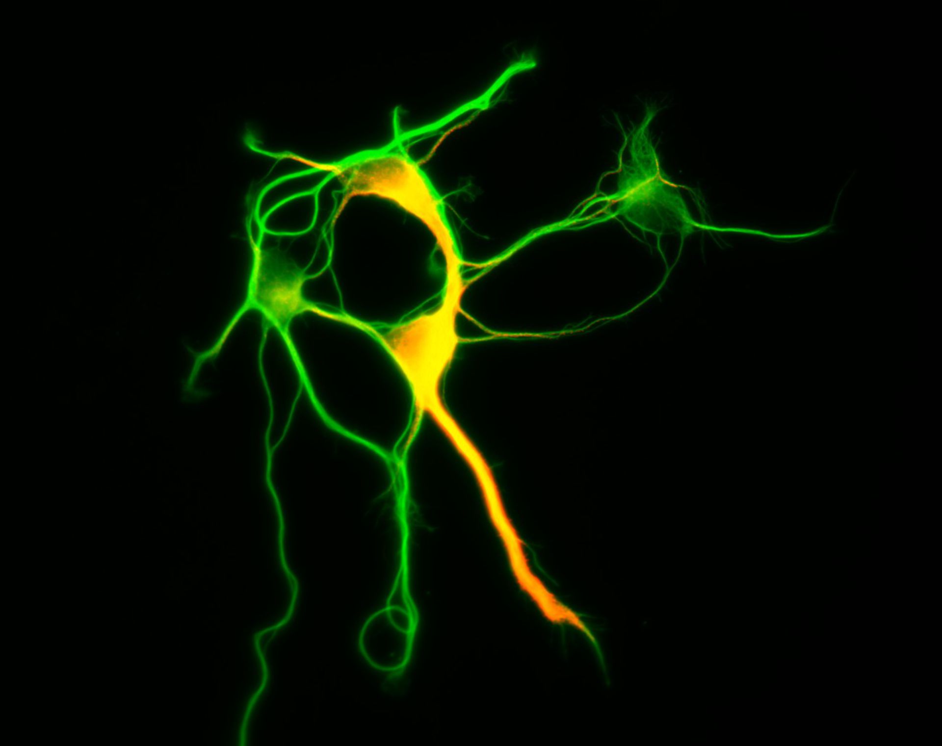 Rattus (Dendrite) - CIL:8461