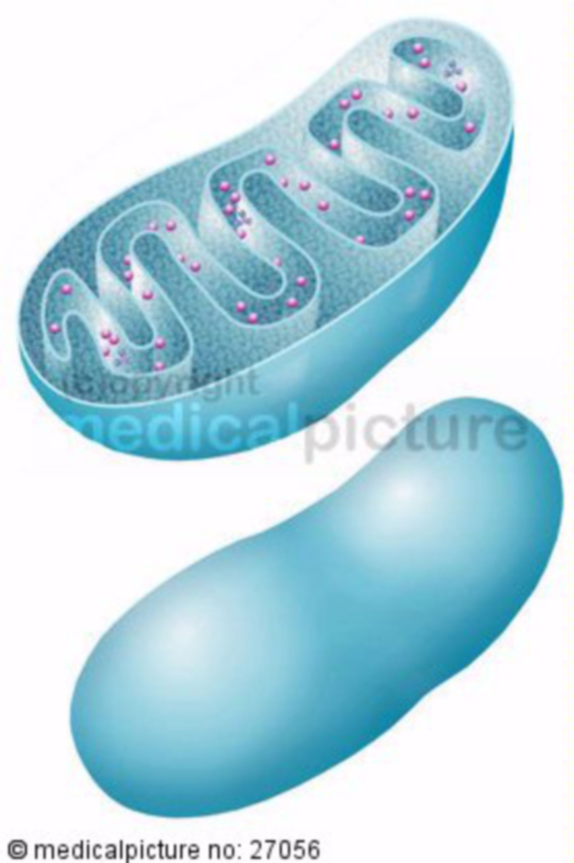 Mitochondrien, mitochondria
