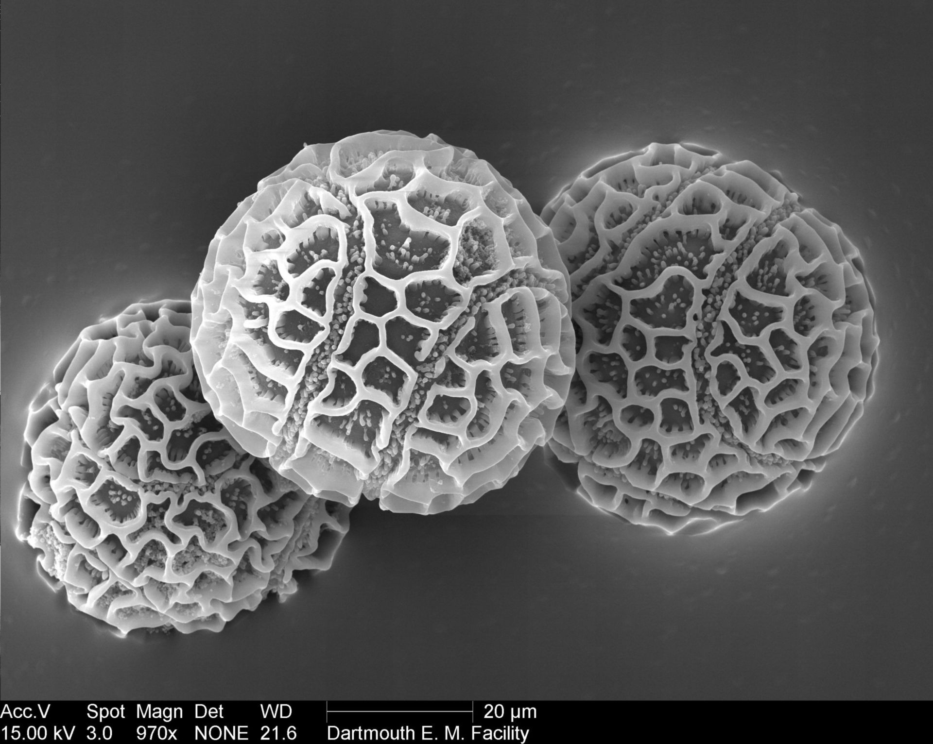 Passiflora edulis (Pollen wall) - CIL:39344