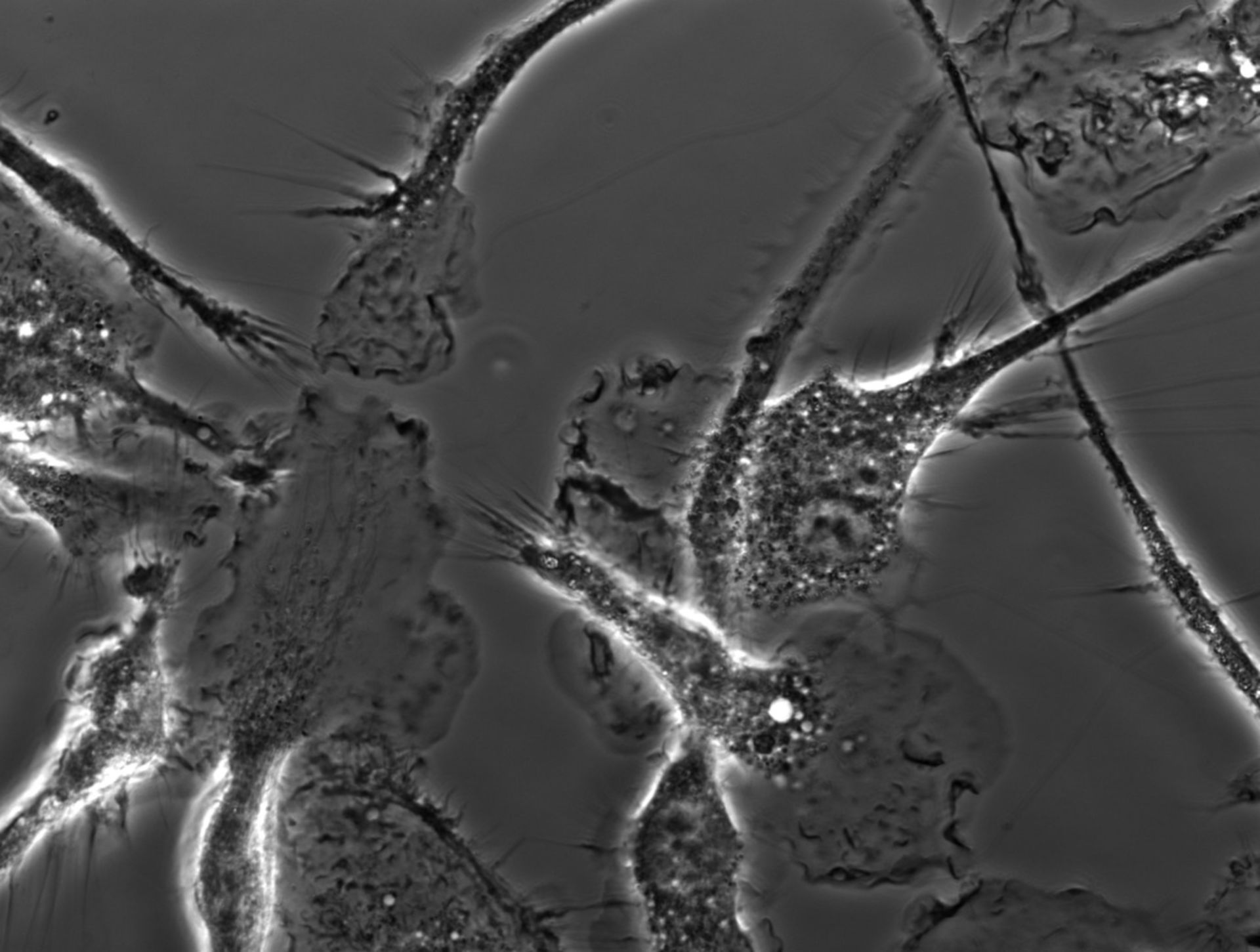Mus musculus (Ruffle membrane) - CIL:35138
