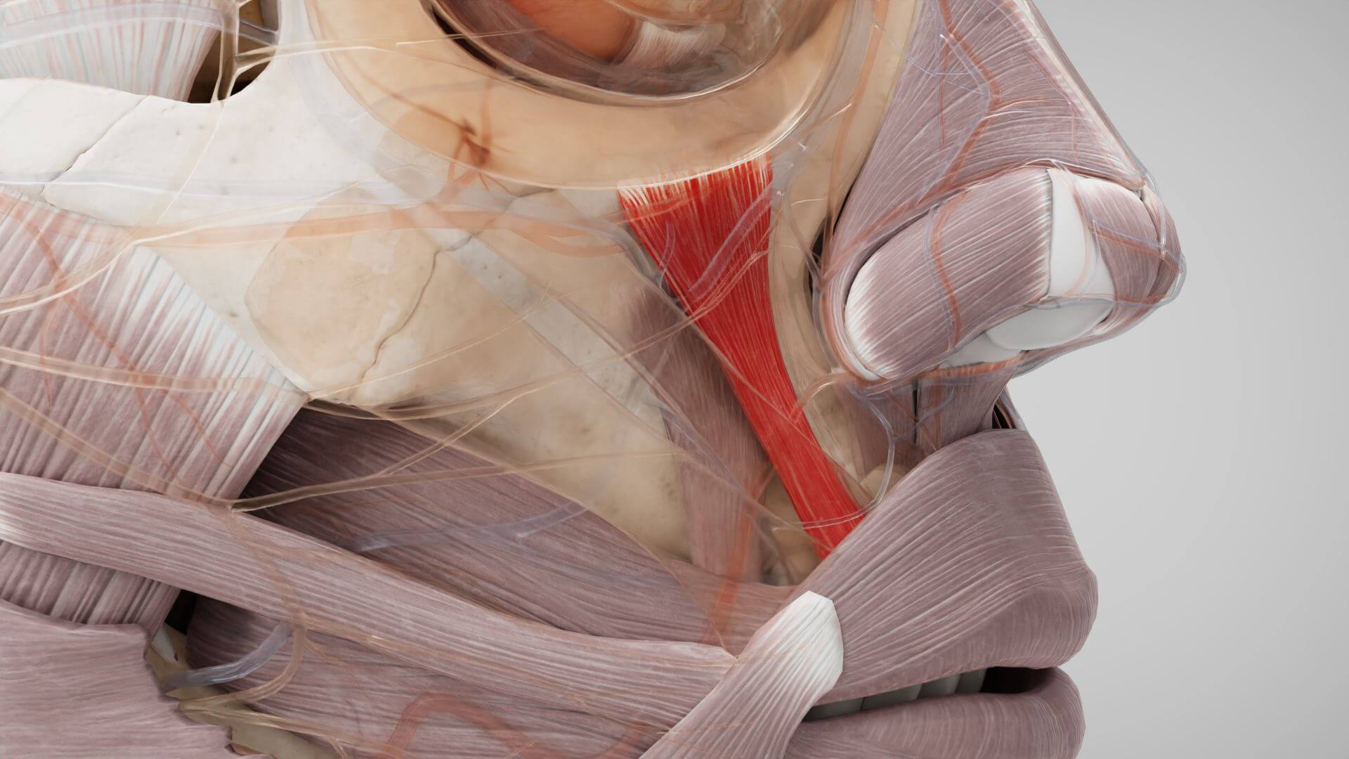 Musculus levator labii superioris