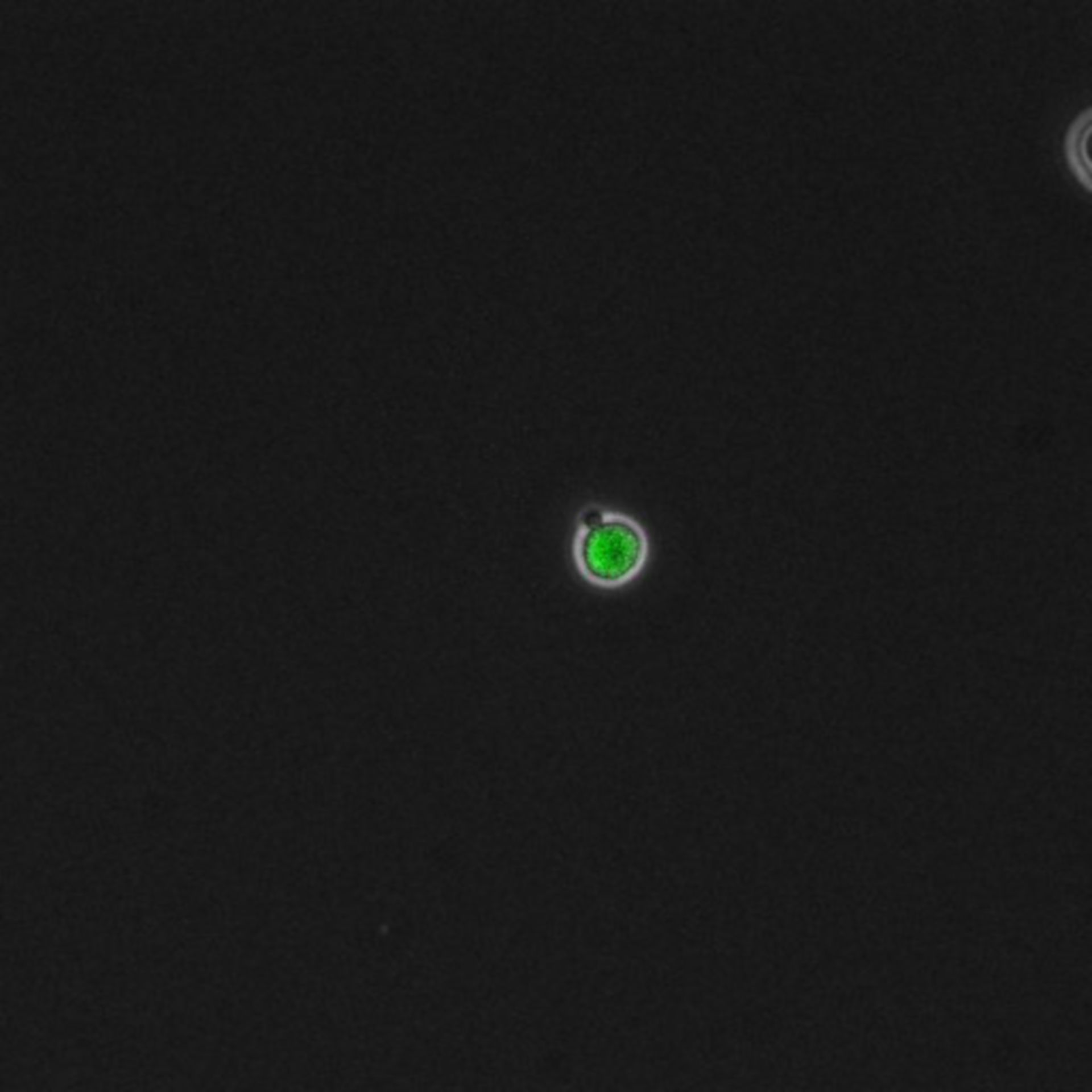 Saccharomyces cerevisiae (DNA replication preinitiation complex) - CIL:35677