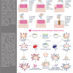 Bacterial Display Service - DocCheck