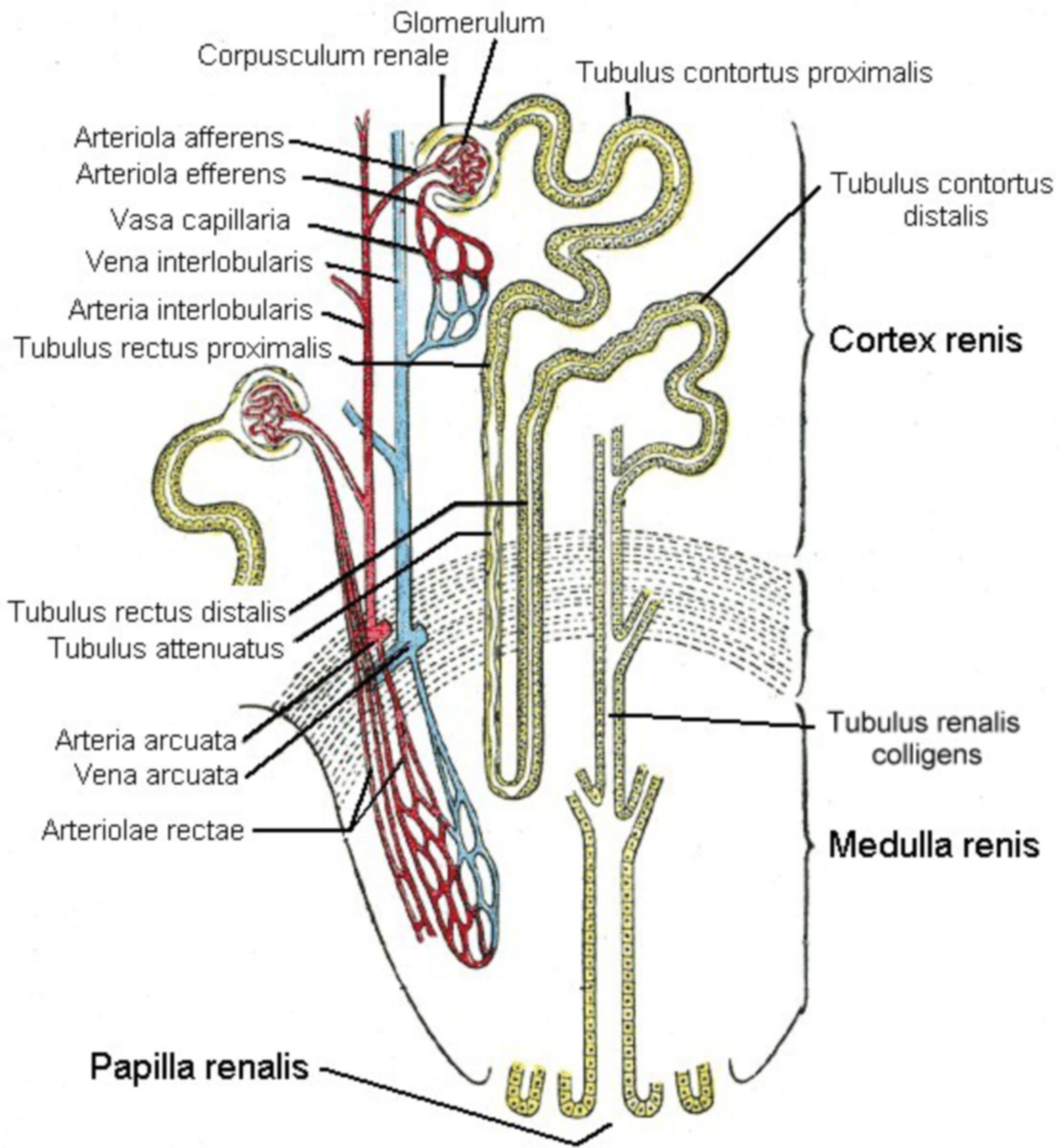 Structure of the kidney