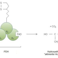 Pyruvat DocCheck Flexikon