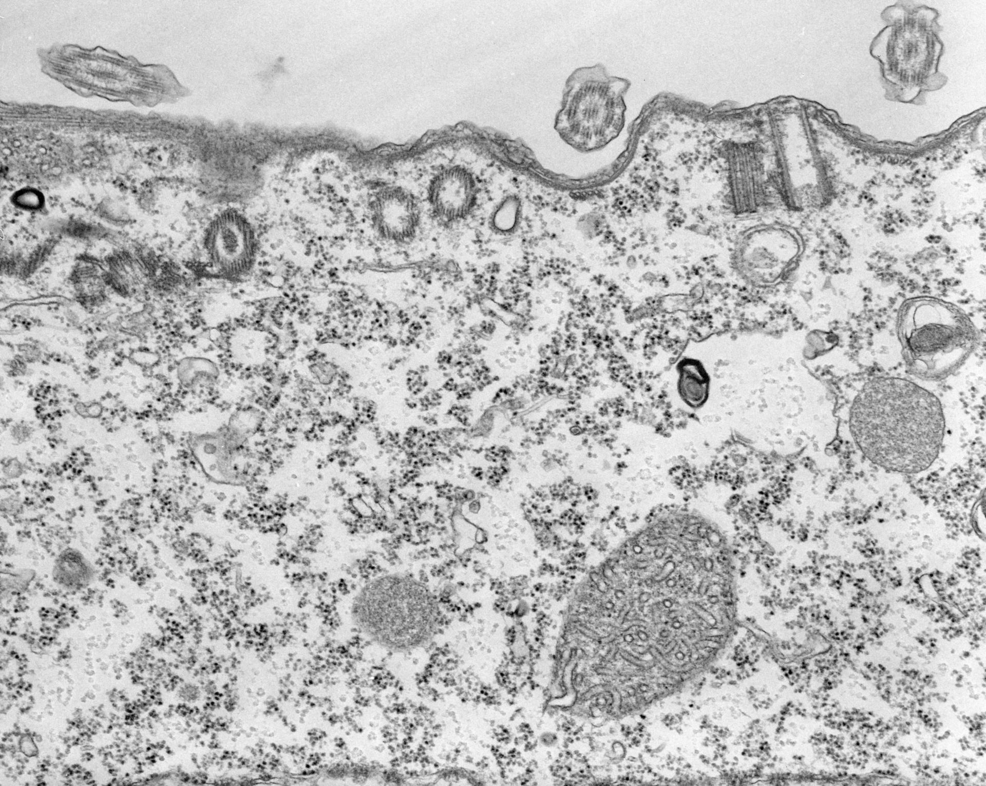 Tetrahymena pyriformis (Microtubule associated complex) - CIL:39797