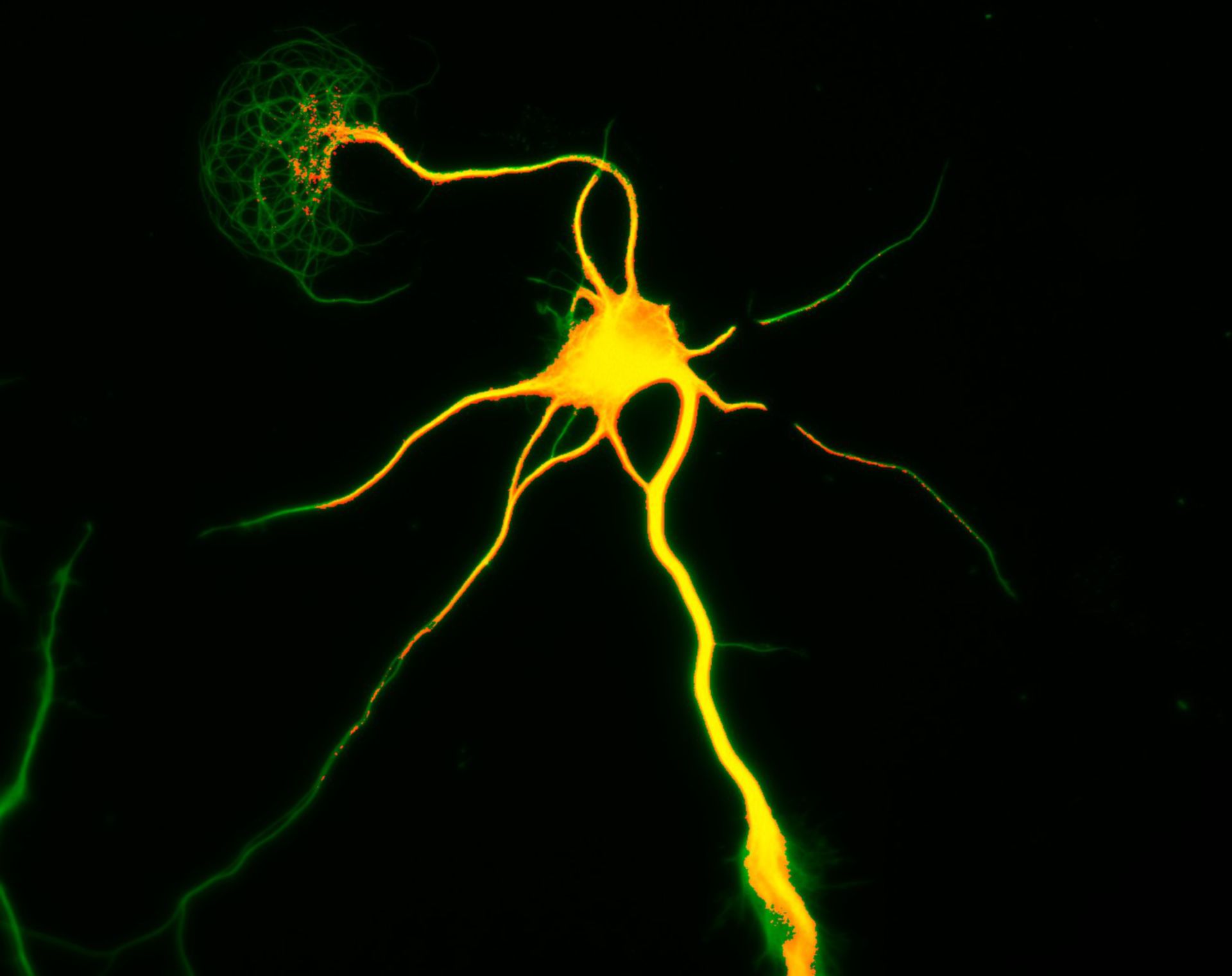 Rattus (Dendrite) - CIL:8277
