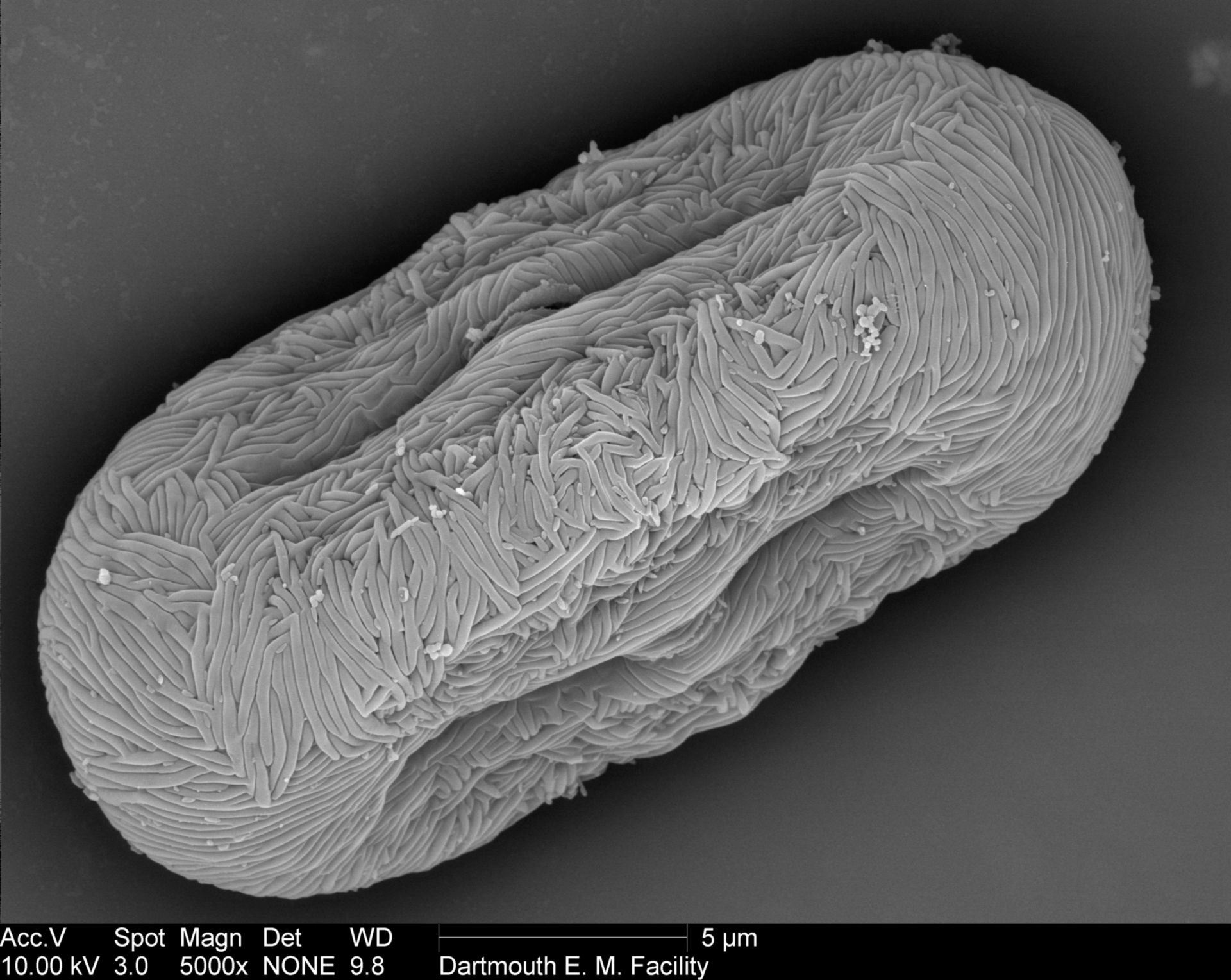 Anethum graveolens (Pollen wall) - CIL:40273