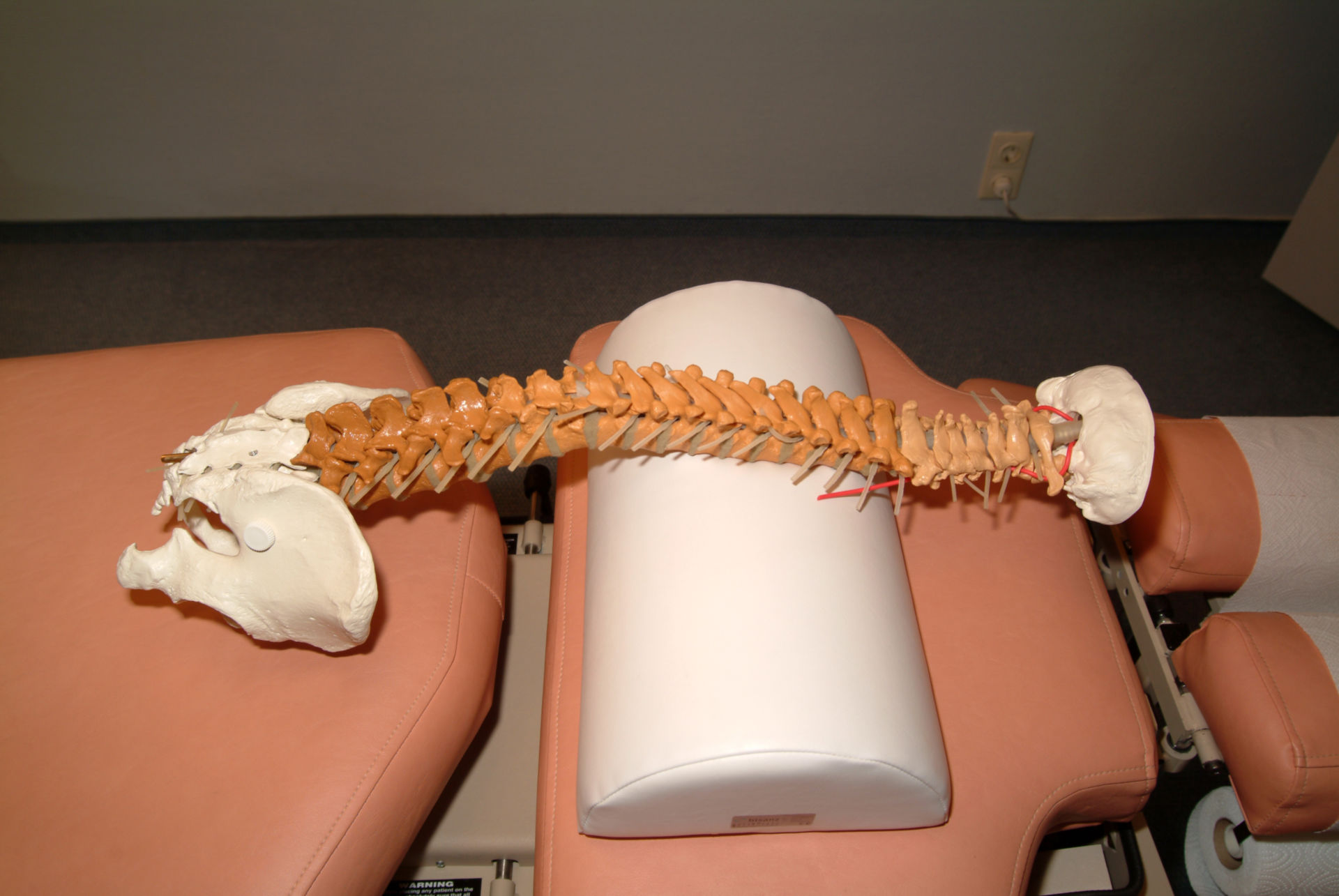 Modello della colonna vertebrale