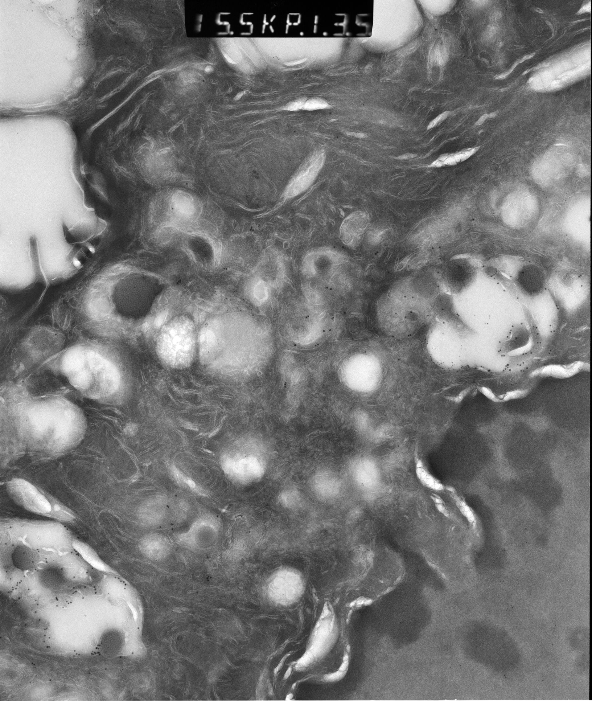 Rattus rattus (Mitochondrion) - CIL:12913