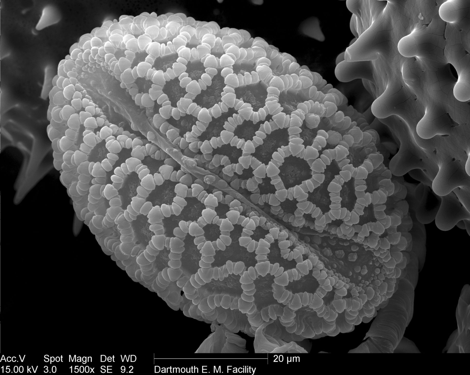 Lilium auratum (Pollen wall) - CIL:40324