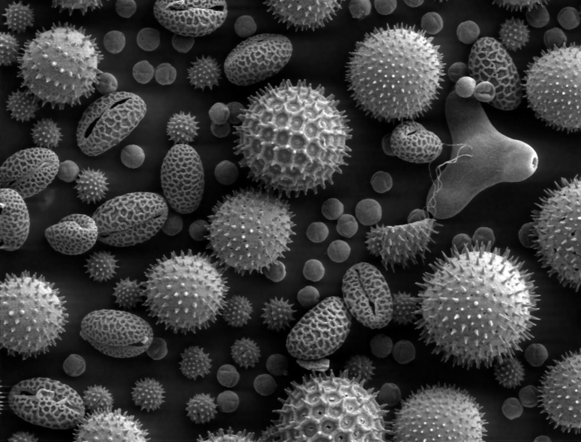 Vari tipi di polline (microscopio elettronico a scansione)