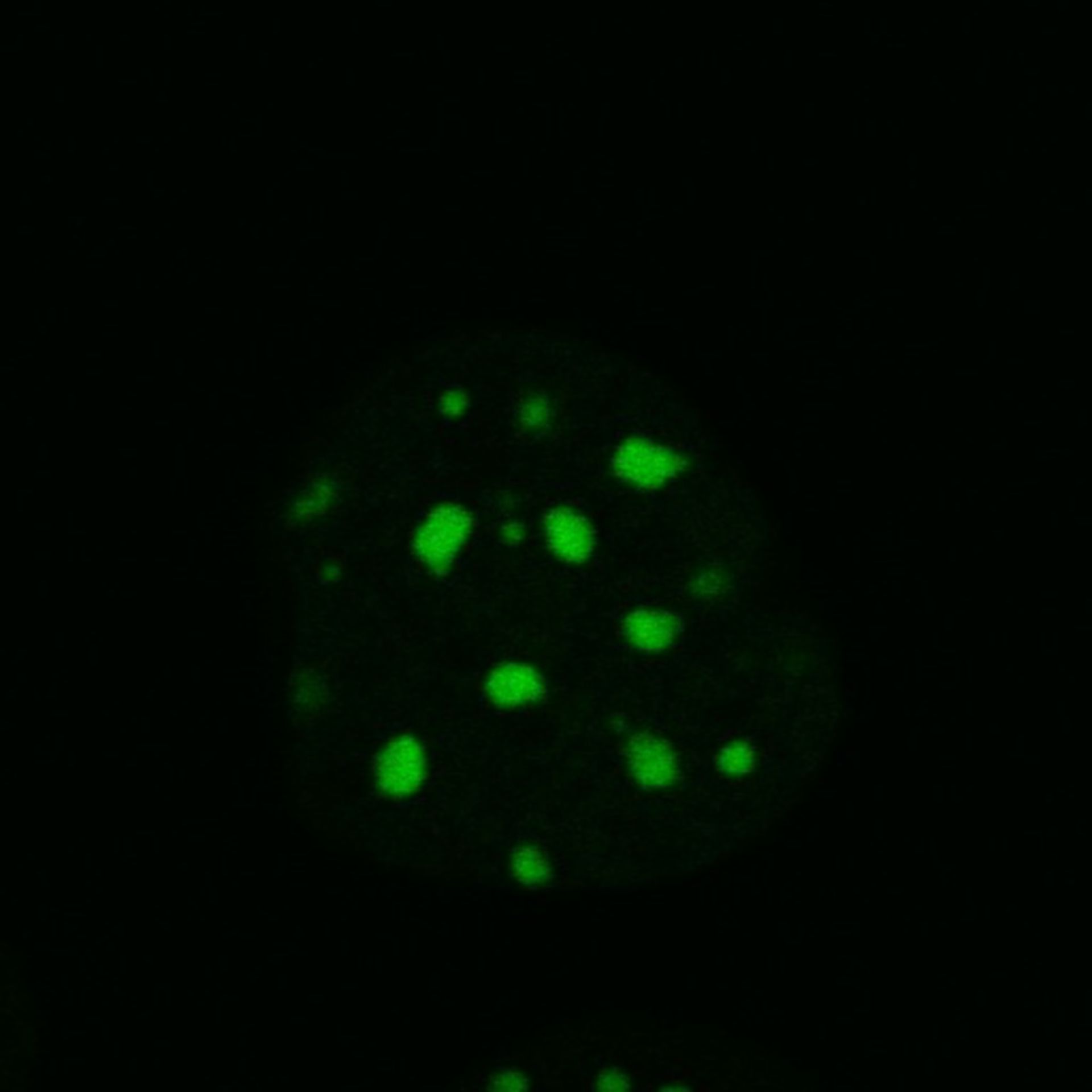 Mus musculus (Nuclear chromatin) - CIL:8047