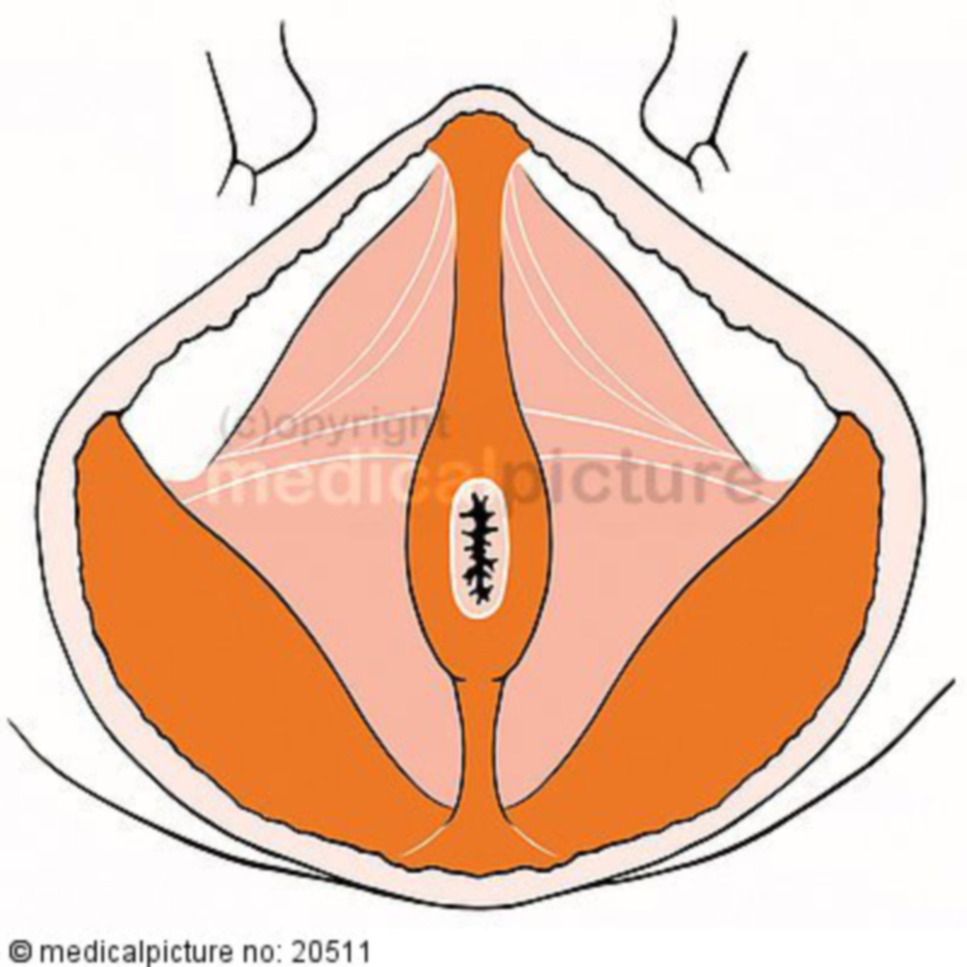 Male pelvic floor muscles 1