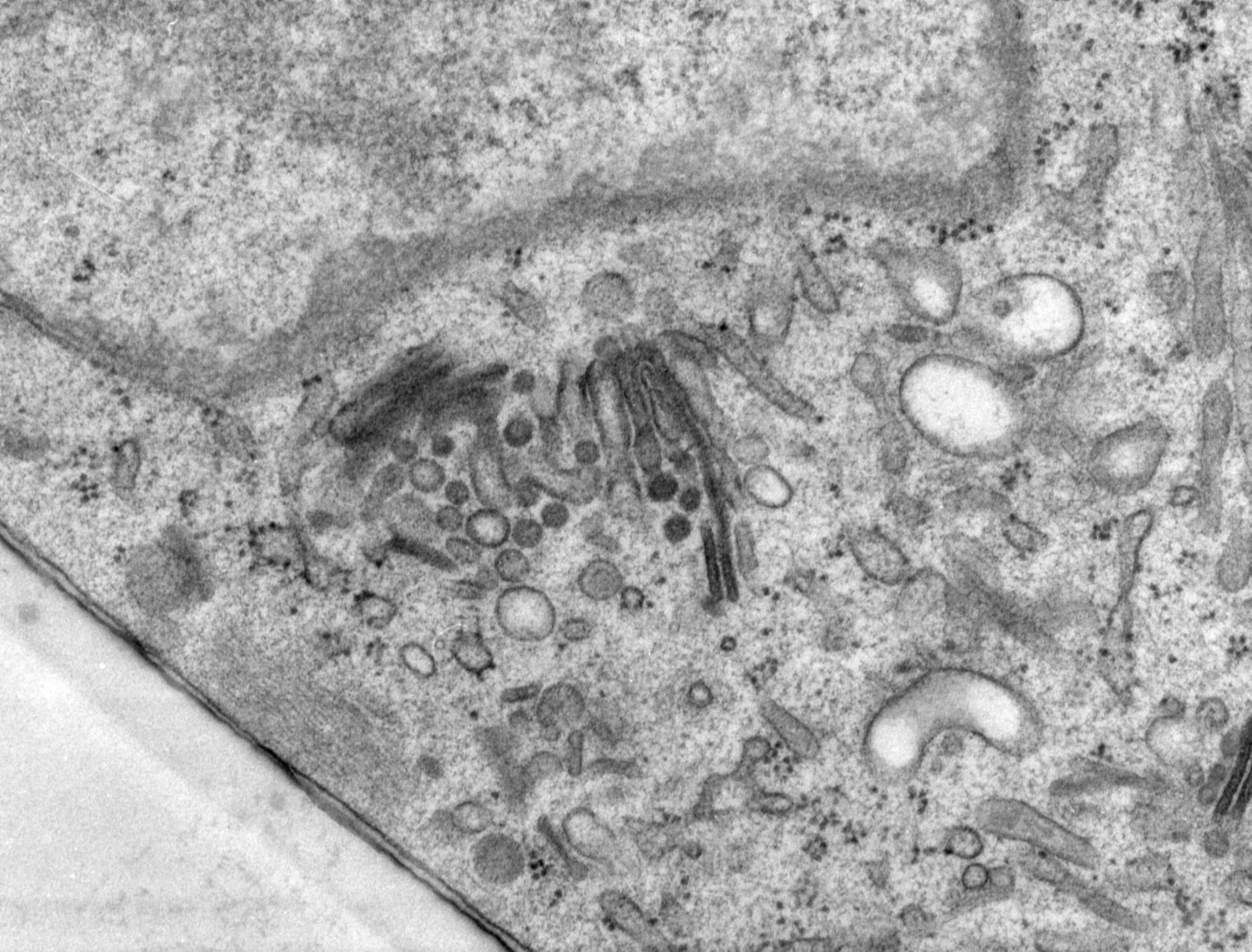 Rattus norvegicus (Golgi cisterna) - CIL:24529