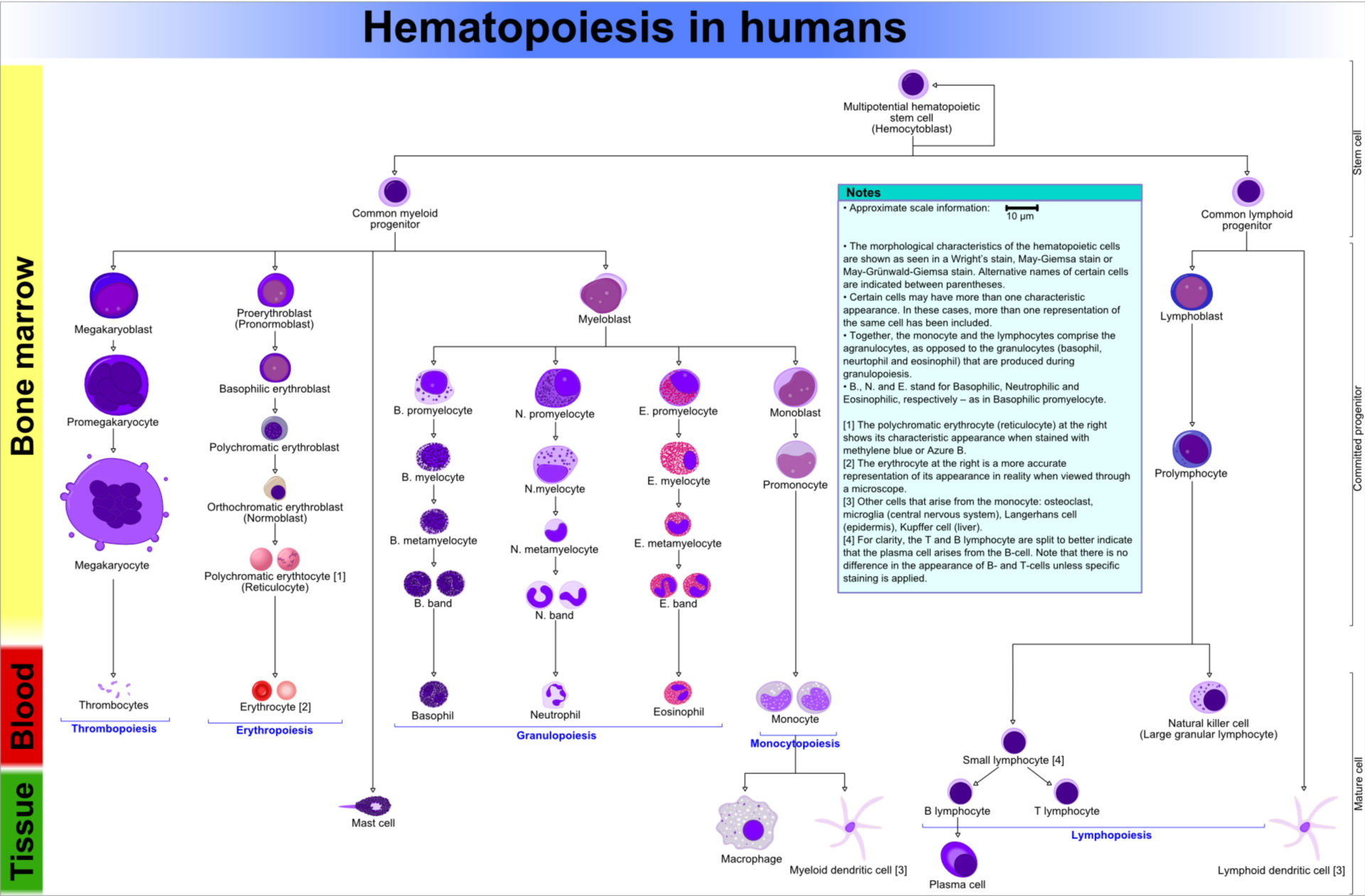 Hematopoyesis (diagrama)