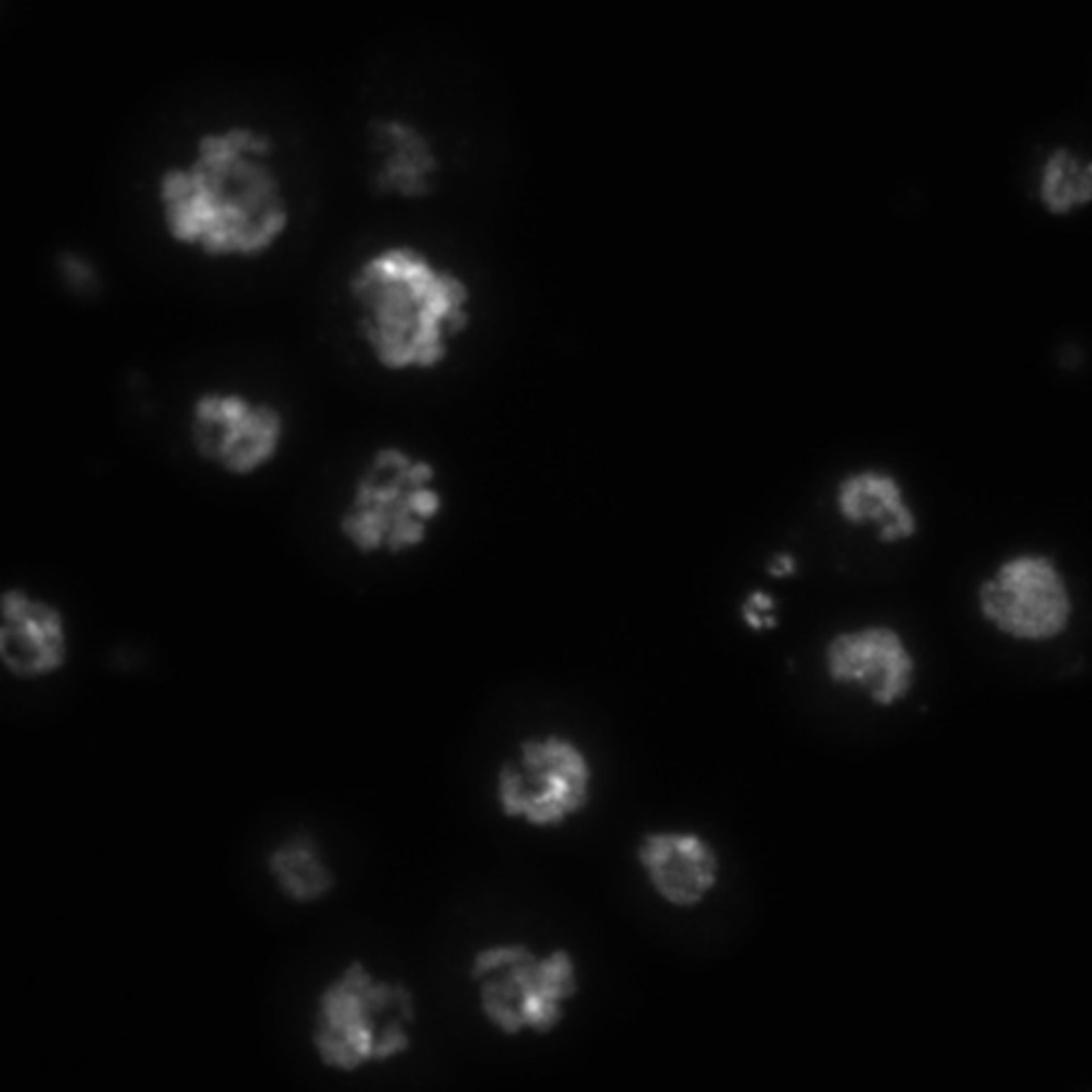 Drosophila melanogaster (DNA) - CIL:21739