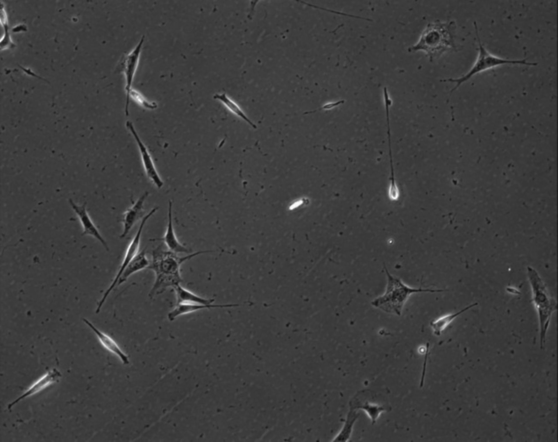 Mus musculus (Extracellular matrix part) - CIL:7867