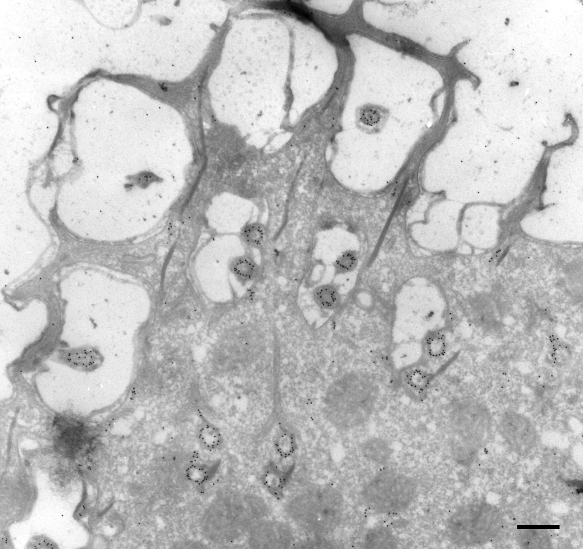 Paramecium multimicronucleatum (Microtubule associated complex) - CIL:36618
