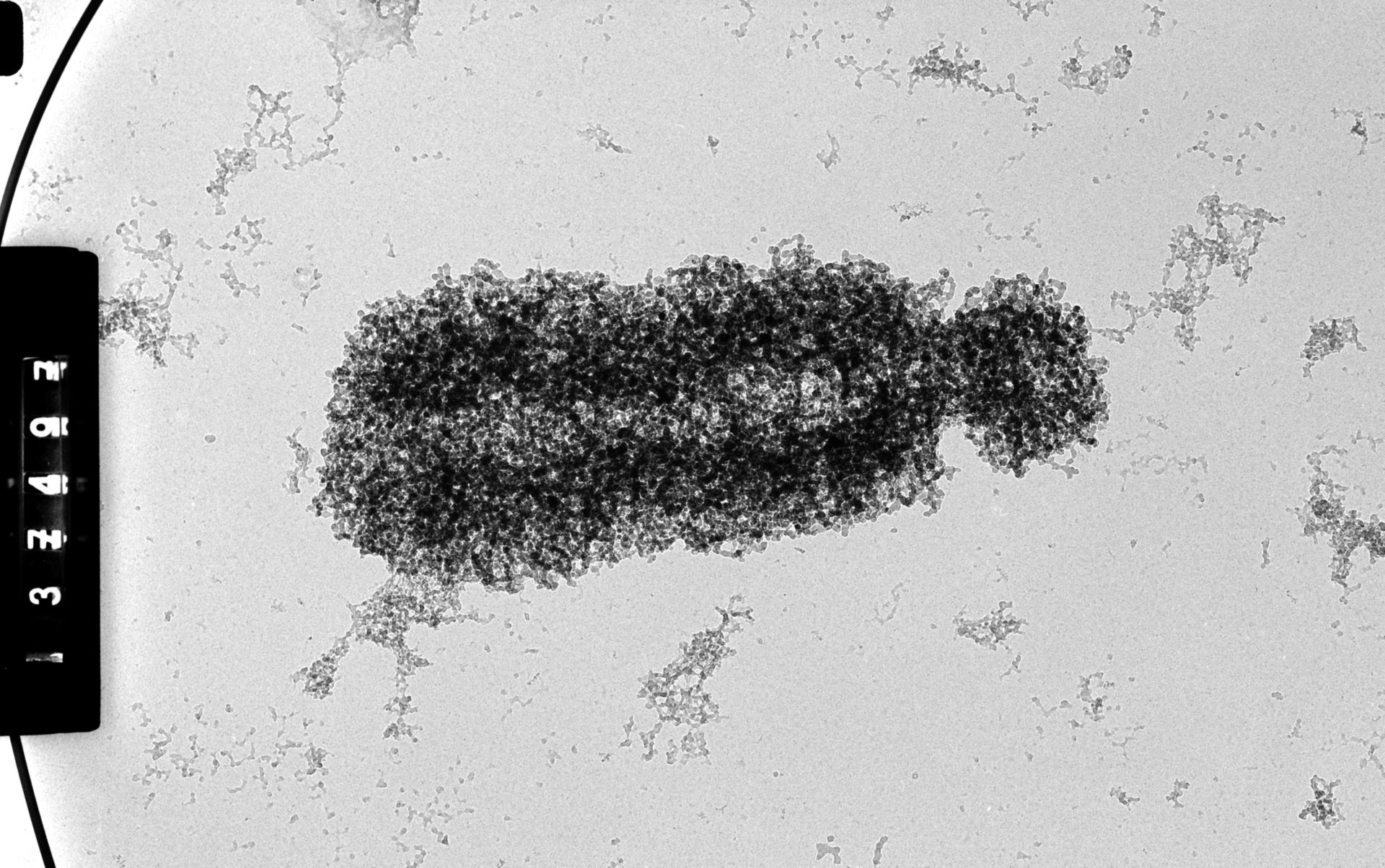 Cricetulus griseus (Nuclear chromosome) - CIL:35546