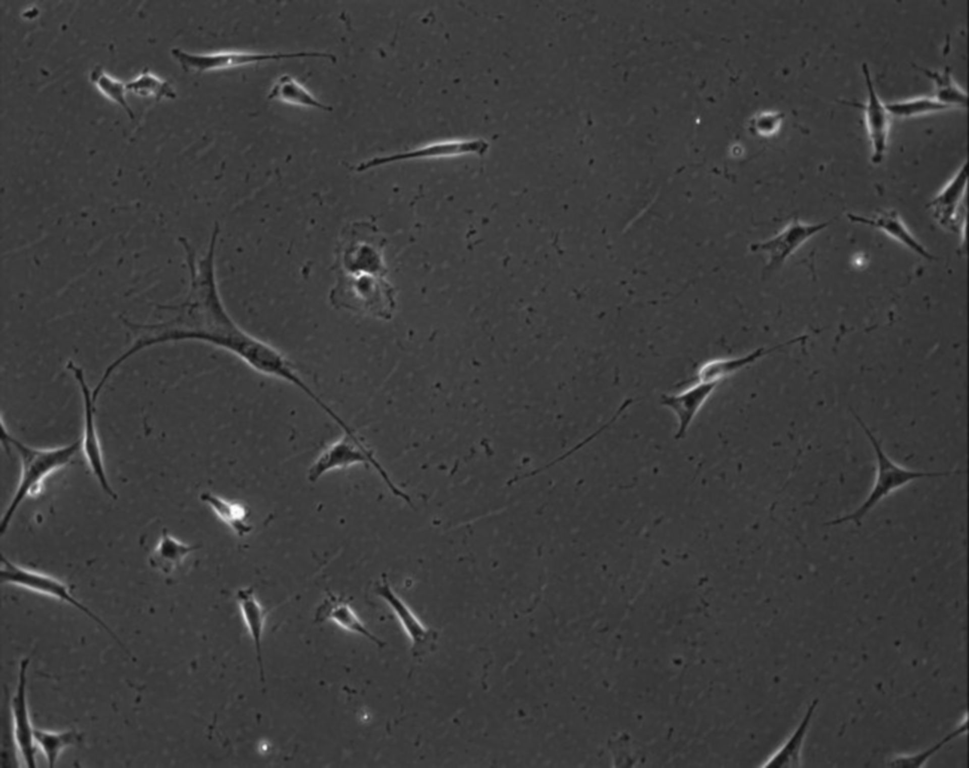 Mus musculus (Extracellular matrix part) - CIL:7847