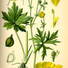 Ran DocCheck Flexikon