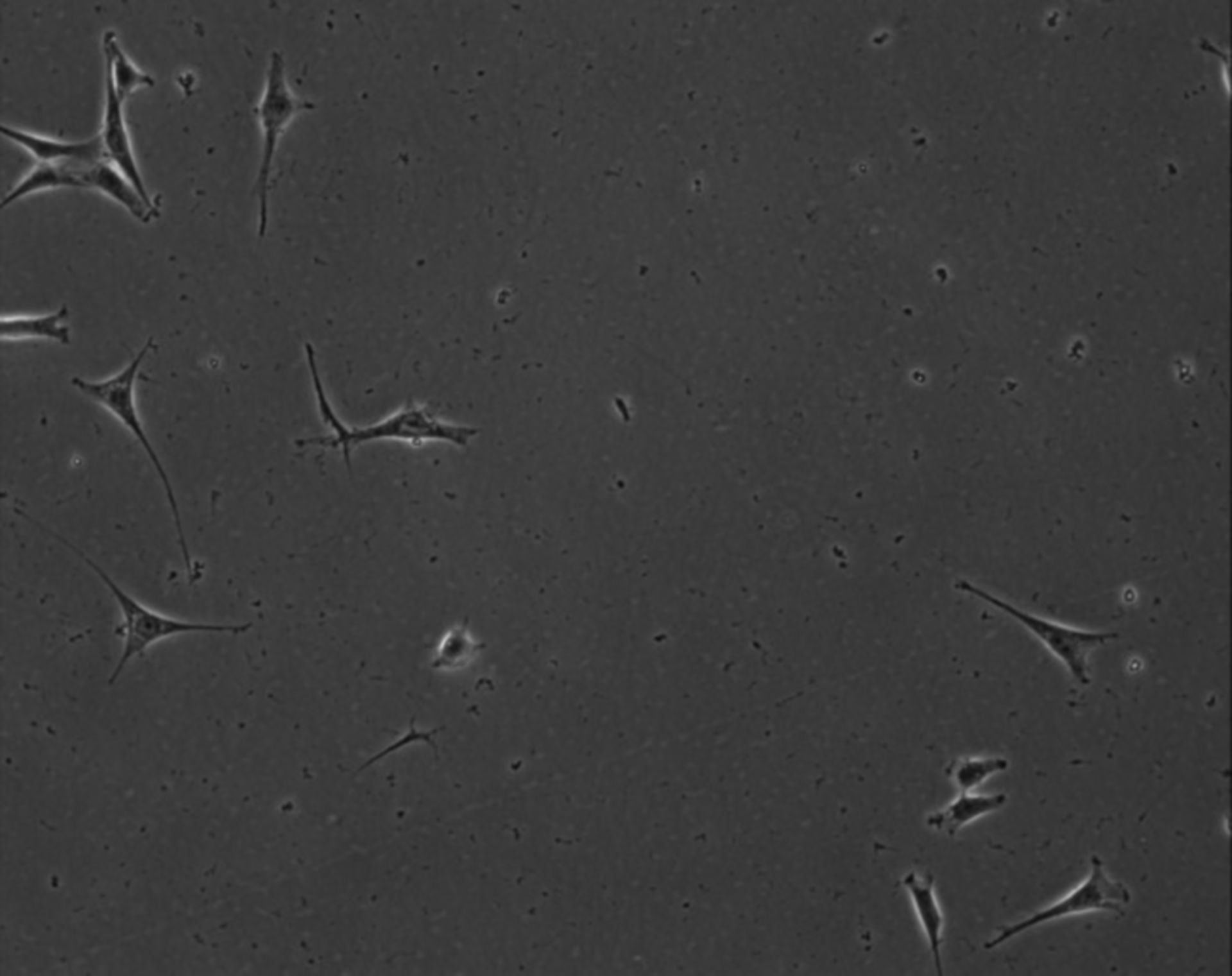 Mus musculus (Extracellular matrix part) - CIL:8836