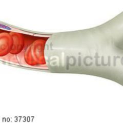 Erythrozyt Doccheck Flexikon