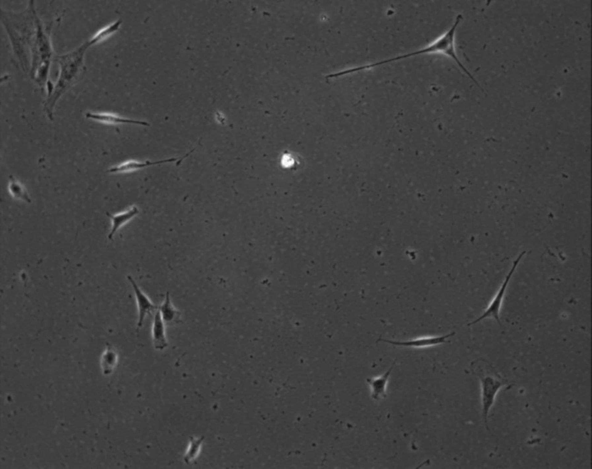 Mus musculus (Extracellular matrix part) - CIL:8866