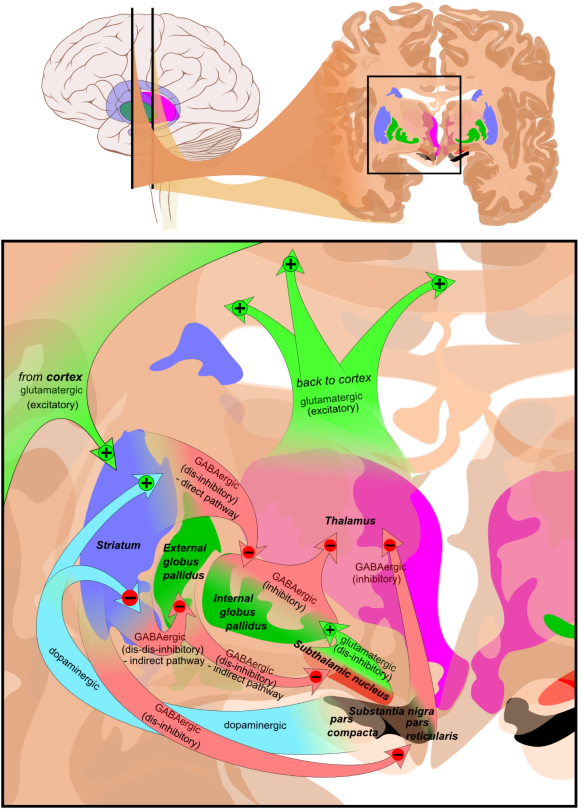 Transmitter pathways of the basal ganglia (diagram)