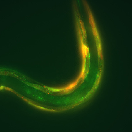 Der optogenetisch modifizierte Fadenwurm C. elegans exprimiert in seinen Körperwandmuskeln das Protein CyclOp (rot) zusammen mit einem cGMP-aktivierten Ionenkanal (grün). © AK Gottschalk/Goethe-Universität