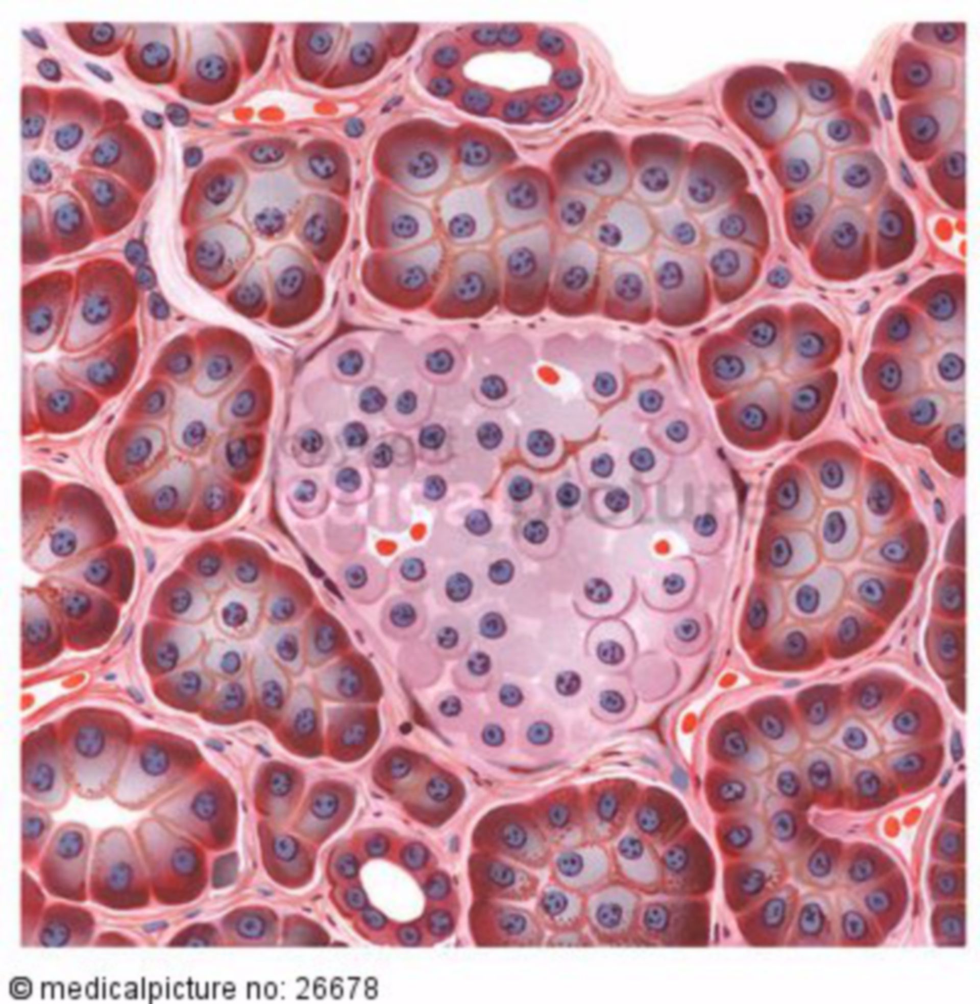  Zellen der Bauchspeicheldrüse 

