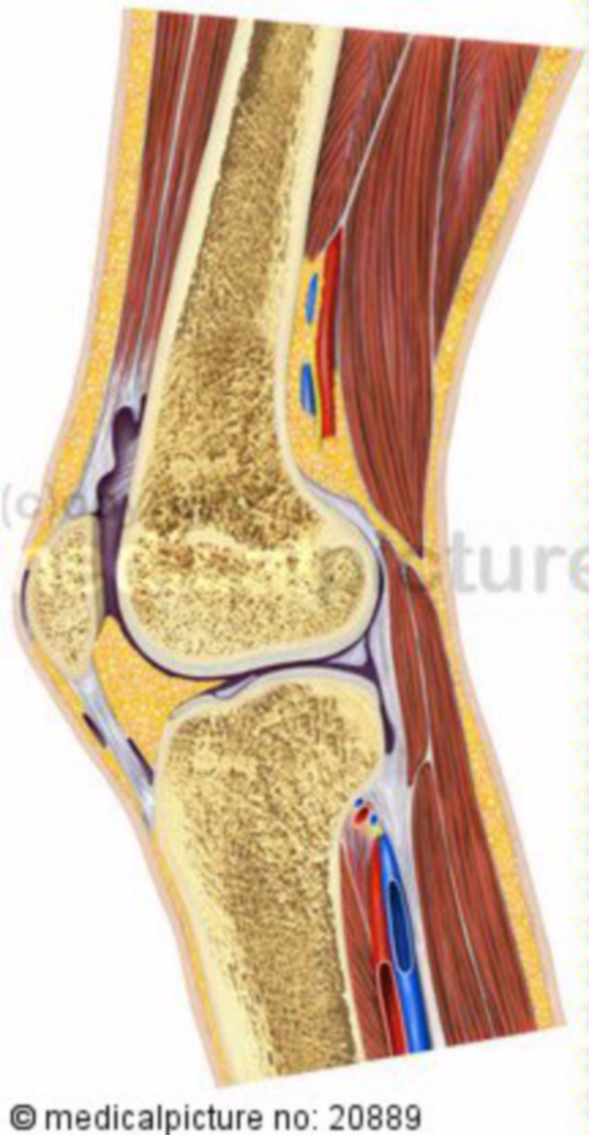 Knee joint and neighboring structures