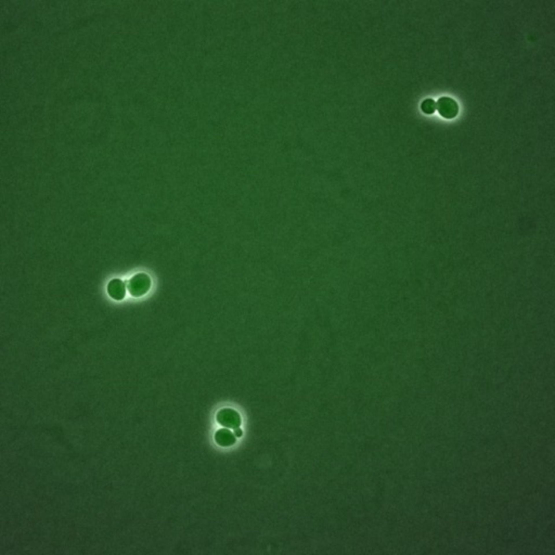Saccharomyces cerevisiae (BUB2 protein) - CIL:35731