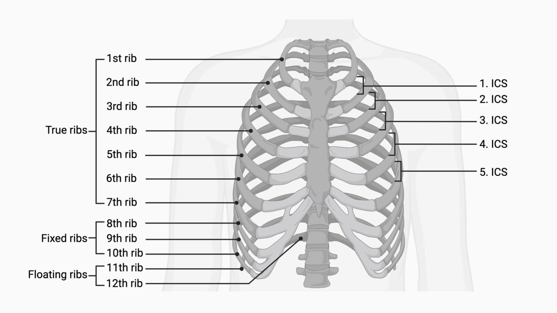 Rib cage and intercostal space