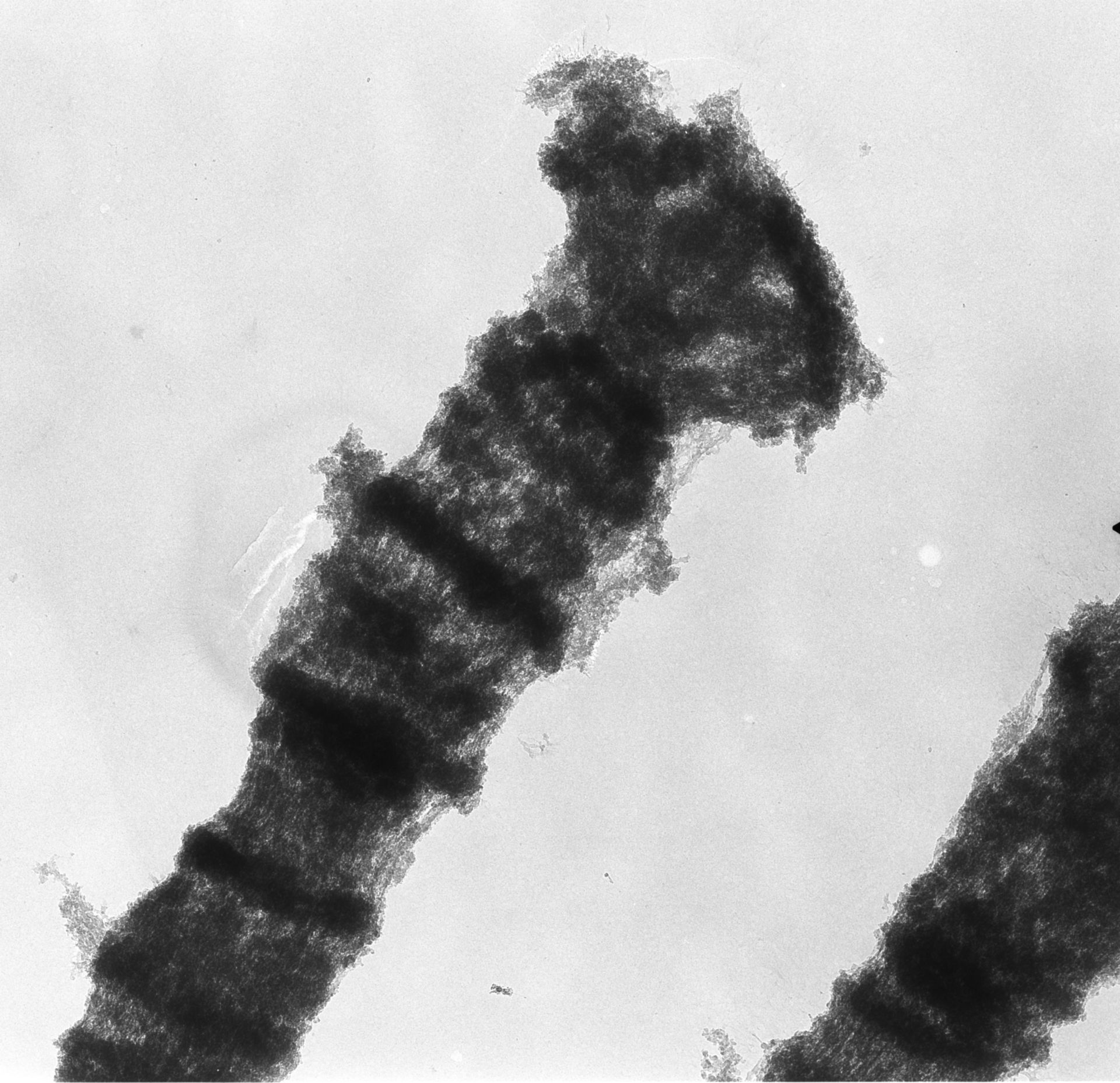 Drosophila melanogaster (Polytene chromosome) - CIL:25501