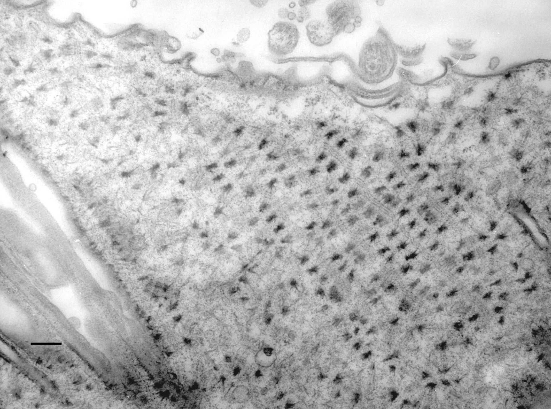 Paramecium multimicronucleatum (apparato orale) - CIL:36707