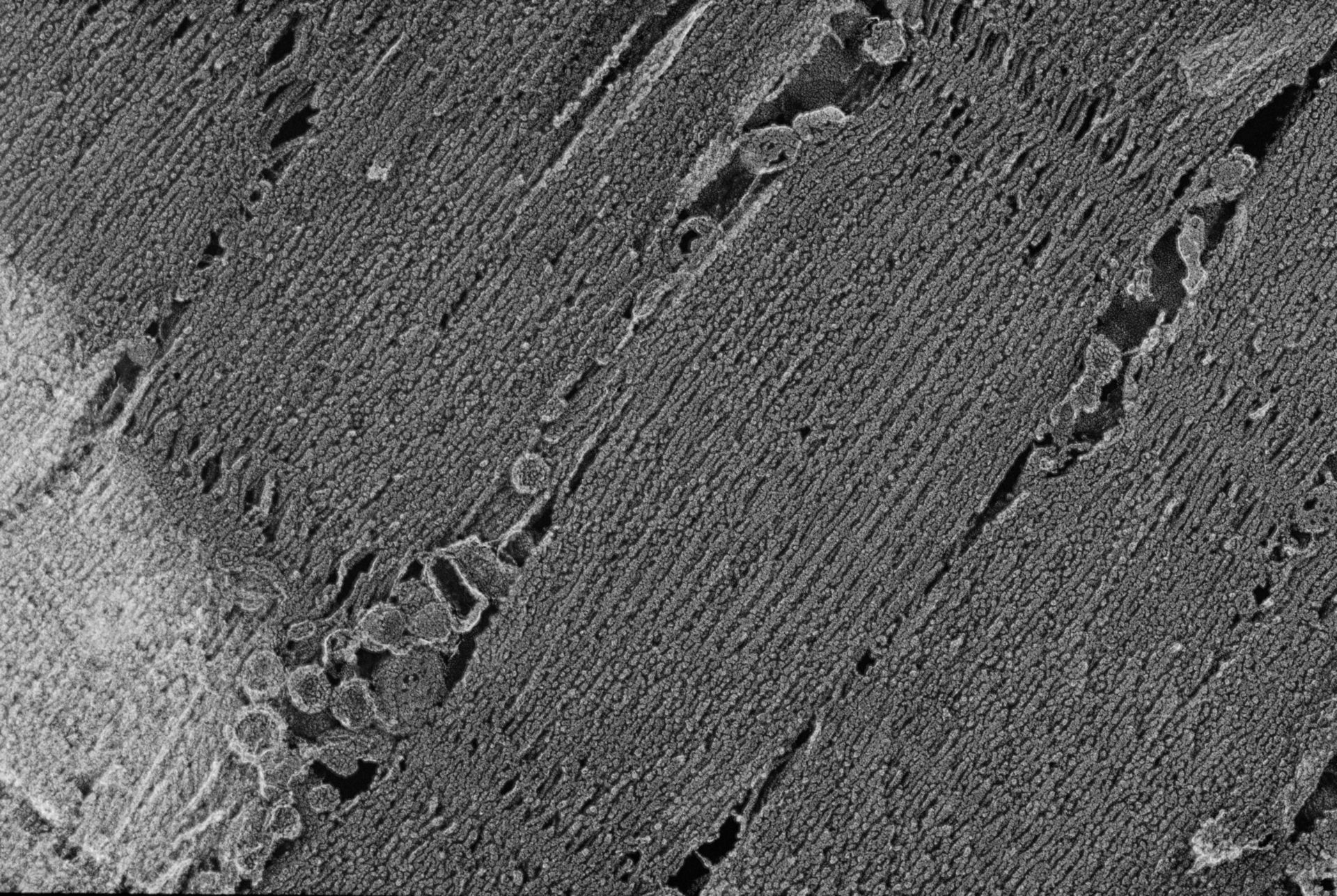 Oryctolagus cuniculus (Cytoskeleton) - CIL:835
