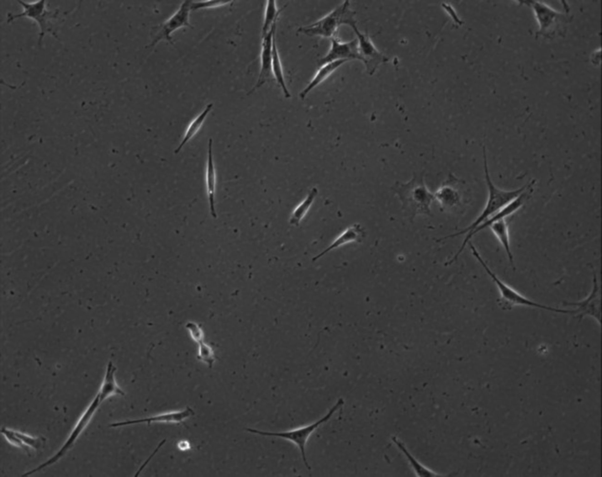 Mus musculus (Extracellular matrix part) - CIL:7831