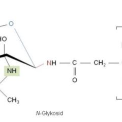 Glykosid DocCheck Flexikon