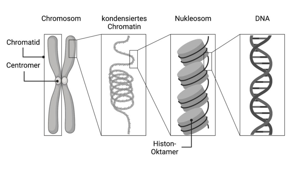 Chromosomenorganisation