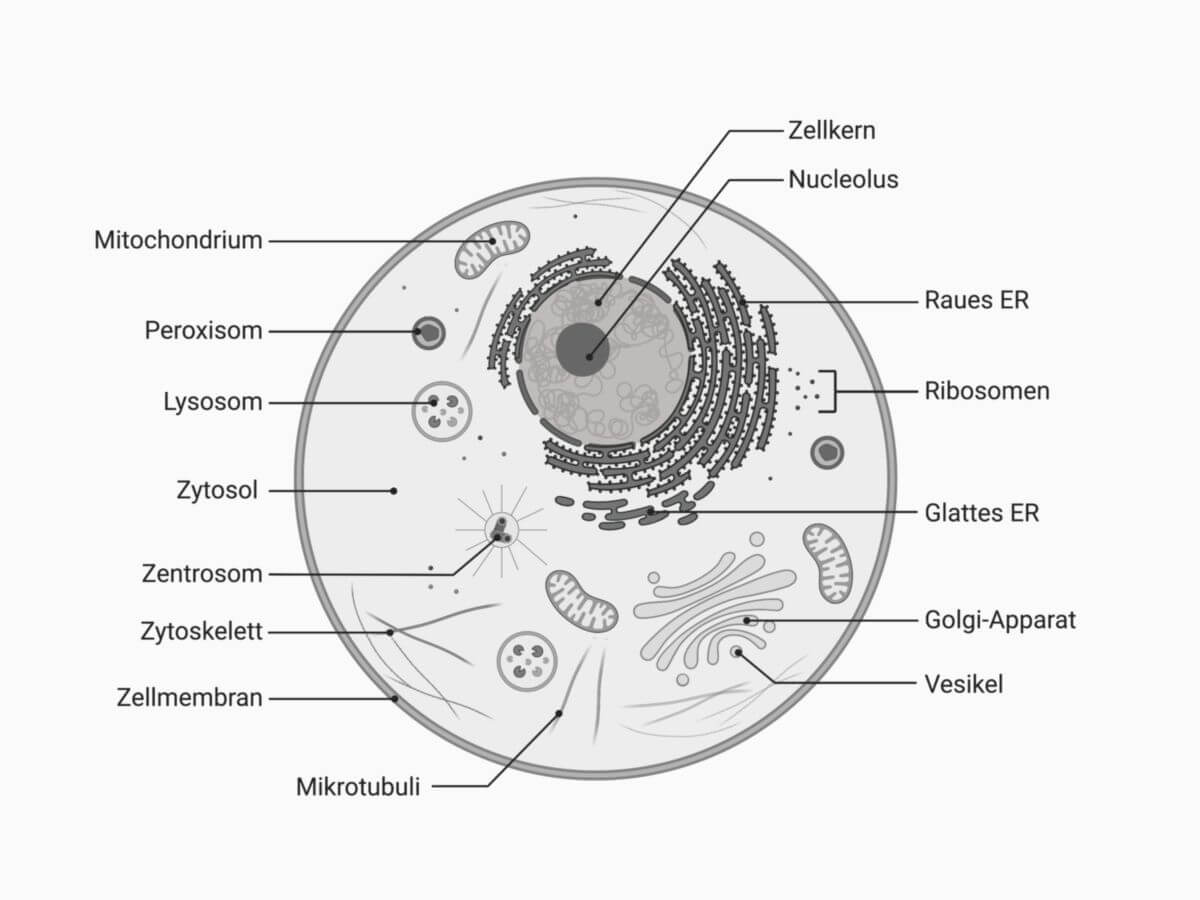 Tierische Zelle Aufbau Und Funktion Tierische Zelle Aufbau Und Funktion