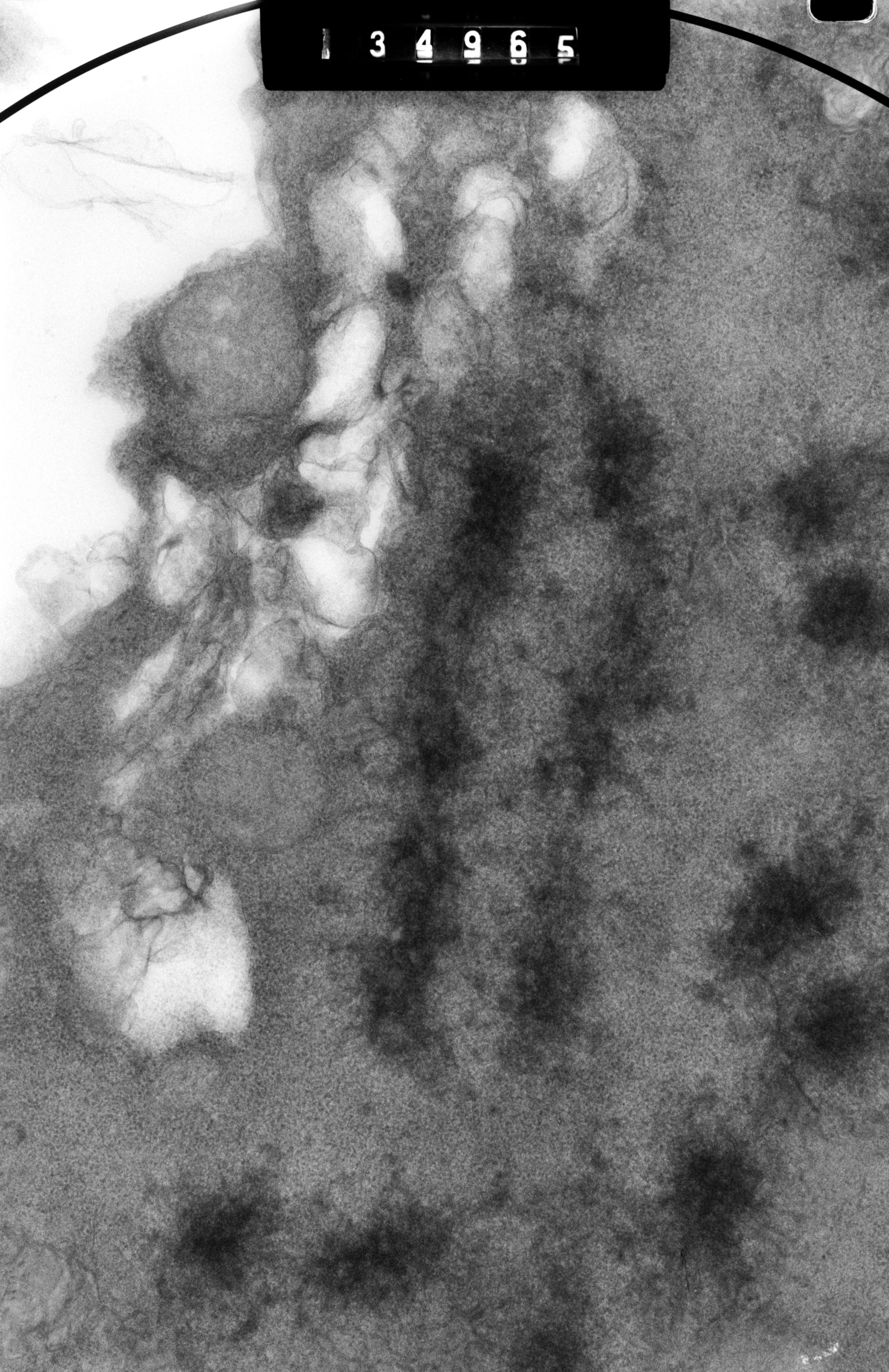 Cricetulus griseus (Nuclear chromosome) - CIL:41697