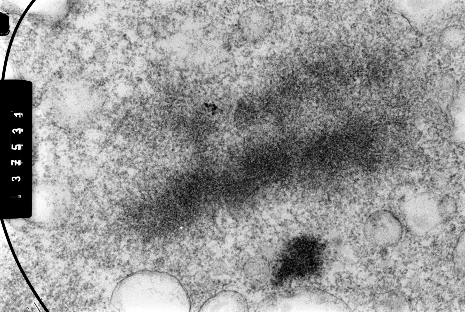 Cricetulus griseus (Nuclear chromosome) - CIL:35458