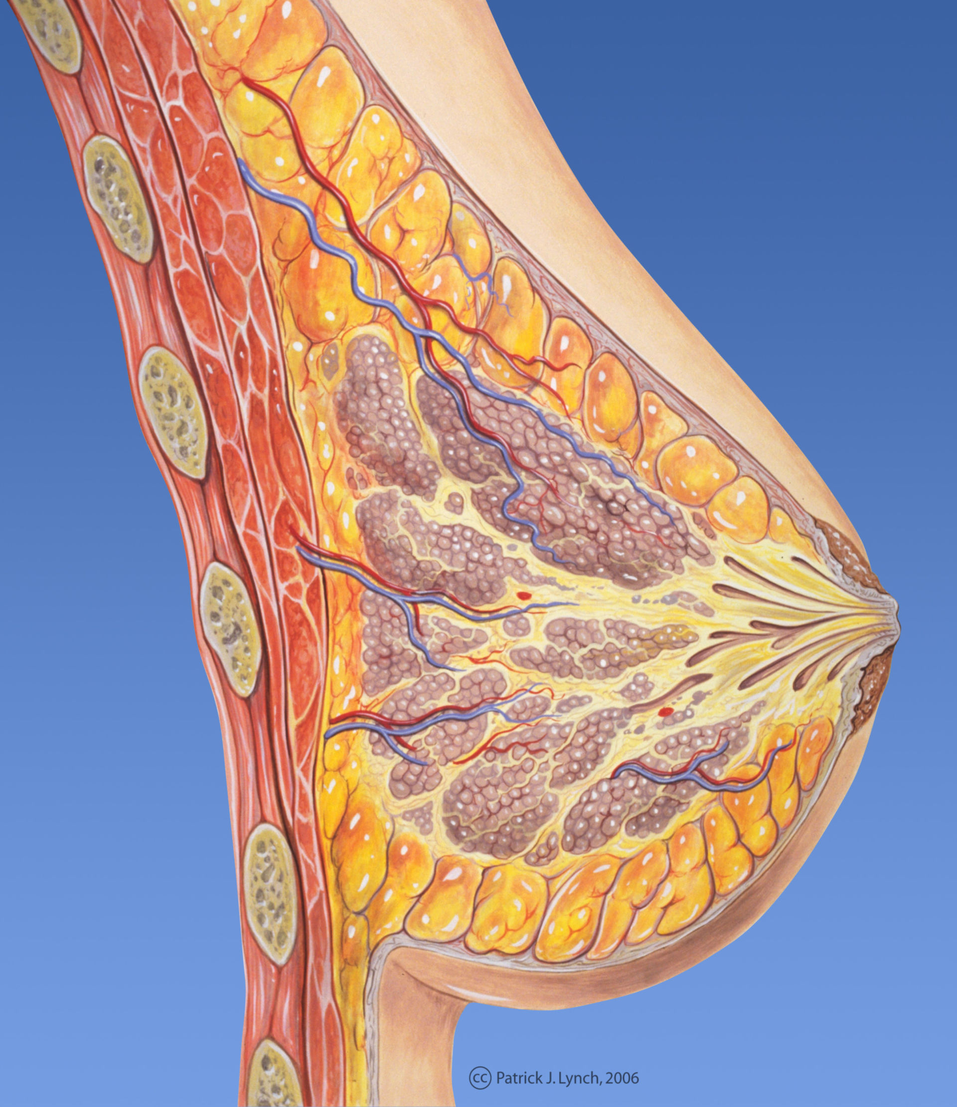 Weibliche Brust (Illustration, Anatomie)