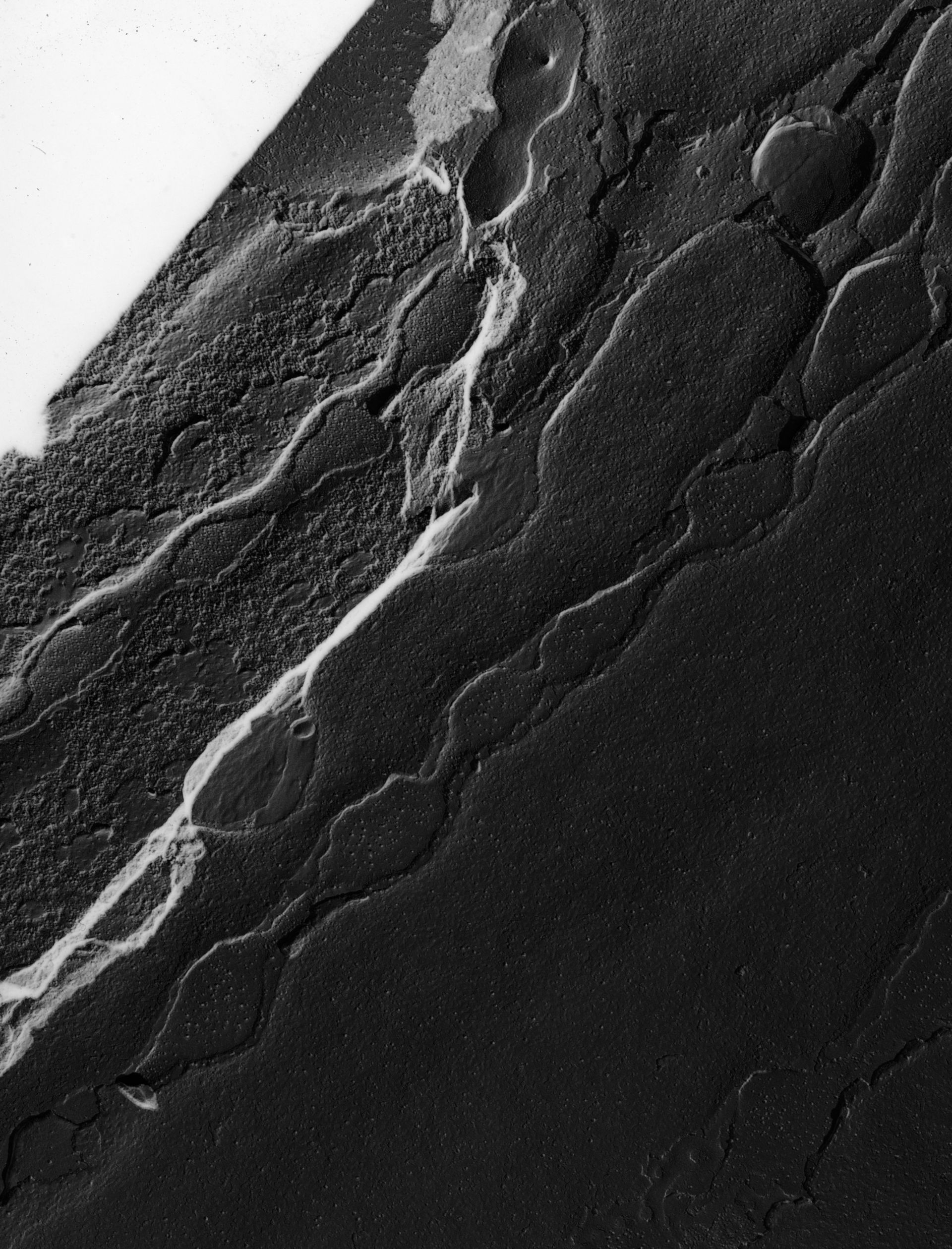 Damselfly (Sarcoplasmic reticulum) - CIL:18451