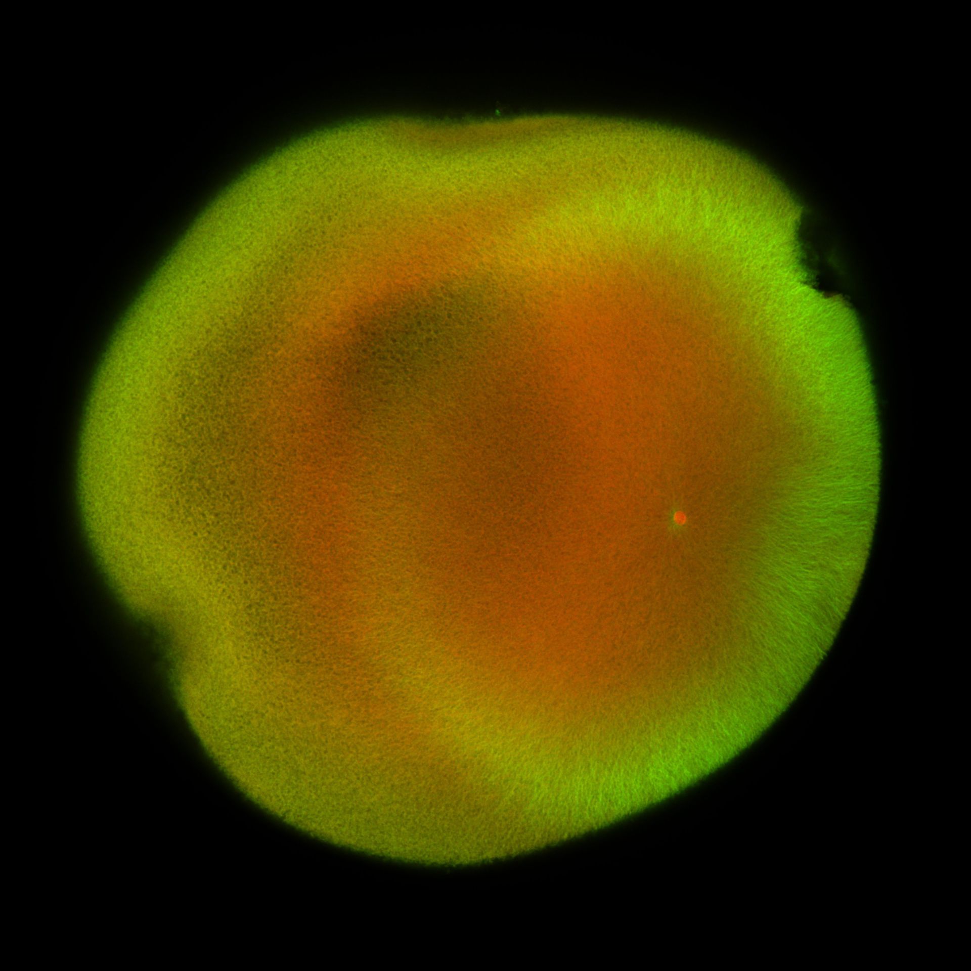 Xenopus laevis (DNA) - CIL:36474