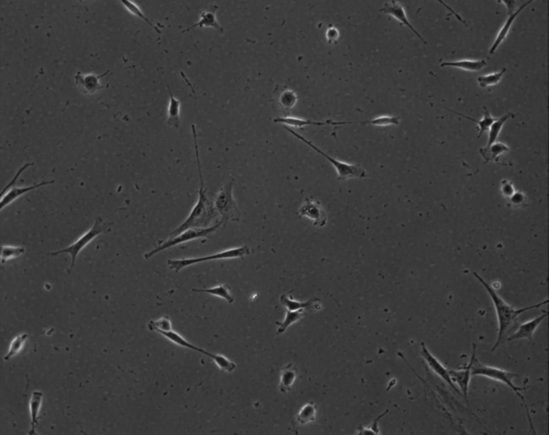 Mus musculus (Extracellular matrix part) - CIL:8843